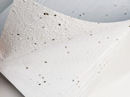 Blooming A4 paper (flax seeds)